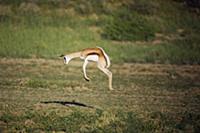 Springbok (Antidorcas marsupialis) pronking, Kgala