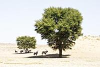 Oryx (Oryx gazella) herd in shade in desert, Kgala