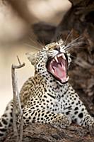 Leopard (Panthera pardus) yawning, Kgalagadi Trans