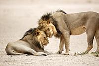 African Lion (Panthera leo) males greeting, Kgalag