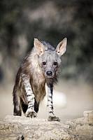 Brown Hyena (Hyaena brunnea), Kgalagadi Transfront