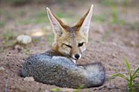 Cape Fox (Vulpes chama), Kgalagadi Transfrontier P