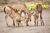 Red Hartebeest (Alcelaphus caama) calves drinking 