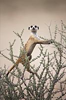 Meerkat (Suricata suricatta) on lookout, Kgalagadi