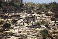 Leopard (Panthera pardus) mother walking through s