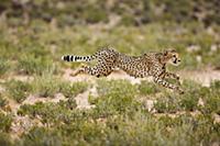 Cheetah (Acinonyx jubatus) running, Kgalagadi Tran