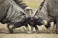 Blue Wildebeest (Connochaetes taurinus) males spar