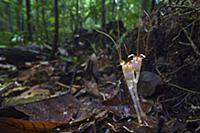 Fairy Lantern (Thismia neptunis) mushroom, unseen 