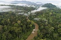 Rainforest canopy during mass flowering, Danum Val