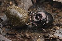 Dung Beetle (Proagoderus watanabei) male feeding o