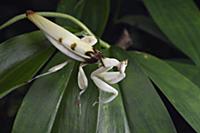 Orchid Mantis (Hymenopus coronatus), Sepilok Fores