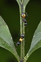 Carpenter Ant (Camponotus sp) which mimics toxic A