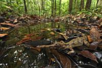 False Gharial (Tomistoma schlegelii) juvenile in r