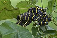 Mangrove Cat Snake (Boiga dendrophila), Sepilok Fo