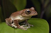 Shrub Frog (Rhacophorus baluensis), Pulong Tau Nat