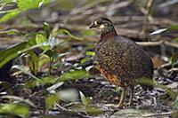 Sabah Partridge (Arborophila graydoni), Sepilok Fo