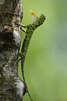 Horned Flying Lizard (Draco cornutus) male in terr