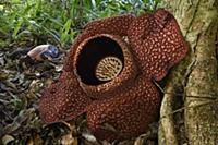 Rafflesia (Rafflesia keithii) flower, Poring Hotsp