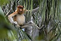 Proboscis Monkey (Nasalis larvatus) sub-adult, Bak