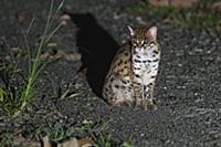 Sunda Leopard Cat (Prionailurus javanensis) at nig