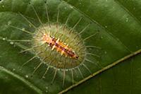 Cup Moth (Idonauton apicalis) caterpillar, Sepilok