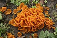 Orange Peel Mushroom (Aleuria aurantia) cluster, O