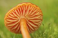 Waxcap (Hygrocybe miniata) mushroom underside show