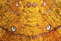 False eye spots on moth wings, Andes, Ecuador