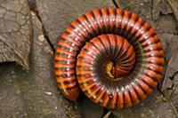 Giant millipede rolled into defensive posture, And