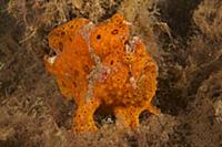 Painted Frogfish (Antennarius pictus), Bali, Indon