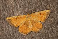 Looper Moth (Angerona prunaria), France