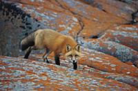 Red Fox (Vulpes vulpes) on rocks with orange liche