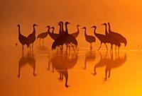 Common Crane (Grus grus) flock at sunrise, Branden