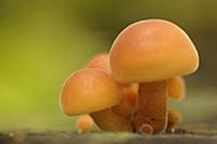 Scaly Rustgill (Gymnopilus sapineus) mushrooms, Ho