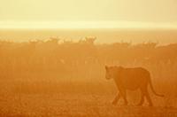 African Lion (Panthera leo) female stalking Blue W