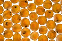 Brown Trout (Salmo trutta) eggs, fish already visi