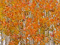 Quaking Aspen (Populus tremuloides) trees in autum