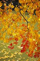 Japanese Maple (Acer palmatum) tree in autumn, Kyo