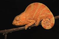 Parson’s Chameleon (Calumma parsonii) juvenile, An