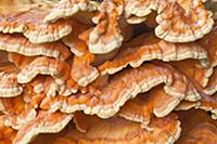 Chicken of the Woods (Laetiporus sulphureus) fungu