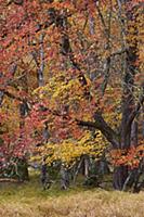 Maple (Acer sp) trees in autumn, Mersey River, Kej