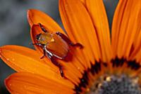 Scarab Beetle on a Guzmania flower, Damaraland, Na