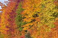 Trees in autumn, Algonquin Provincial Park, Ontari