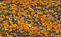 Glandular Cape Marigold (Dimorphotheca sinuata), K