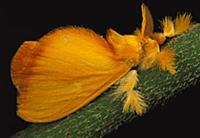 Furry orange moth clinging to twig, Kaw Mts, Frenc