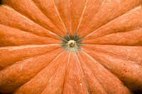 Pumpkin (Cucurbita sp) detail, Sao Paulo, Brazil