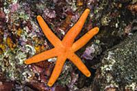 Orange Starfish (Echinaster luzonicus), Banda Sea,