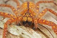 David Bowie Huntsman Spider (Heteropoda davidbowie