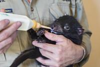 Tasmanian Devil (Sarcophilus harrisii) conservatio