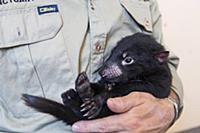 Tasmanian Devil (Sarcophilus harrisii) conservatio